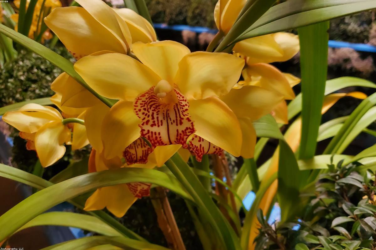 Massif de vivaces et arbustes paillé dans un jardin de l'Eurométropole